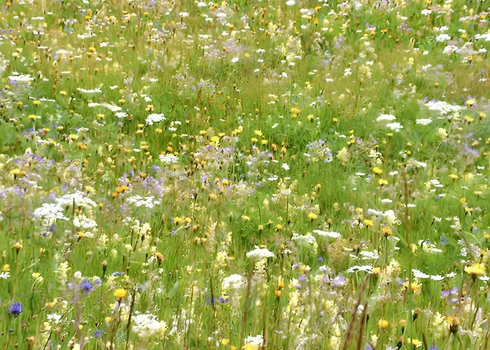 Cozy In 80 M² With Mountain View Bellwald